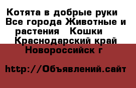 Котята в добрые руки - Все города Животные и растения » Кошки   . Краснодарский край,Новороссийск г.